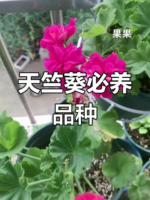 天竺葵品种繁多,不同品种有哪些独特特征及养护要点?-图1 天竺葵品种繁多,不同品种有哪些独特特征及养护要点?-图1