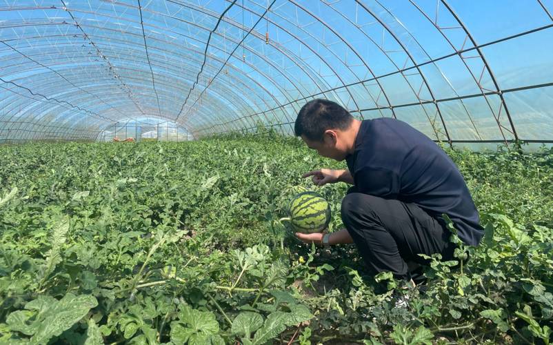 大棚西瓜三茬种植技术如何实现高产高效？关键管理措施有哪些？-图2