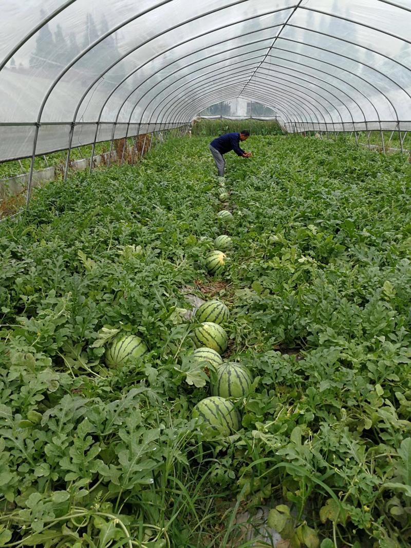大棚西瓜三茬种植技术如何实现高产高效?关键管理措施有哪些?-图1 大棚西瓜三茬种植技术如何实现高产高效?关键管理措施有哪些?-图1