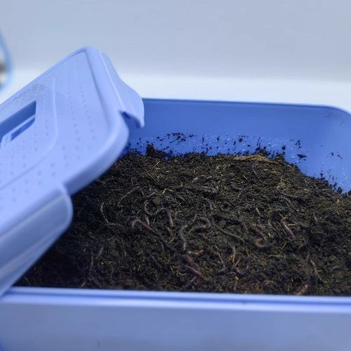 蚯蚓箱养殖技术如何高效操作？不同规模下的经济效益与风险点有哪些？-图3