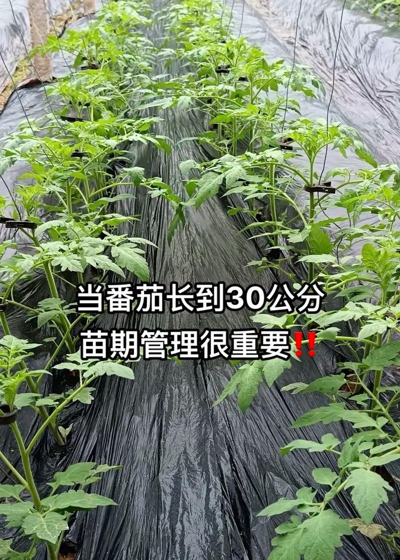 农广天地番茄种植技术有哪些关键步骤能提升产量与品质?-图1 农广天地番茄种植技术有哪些关键步骤能提升产量与品质?-图1