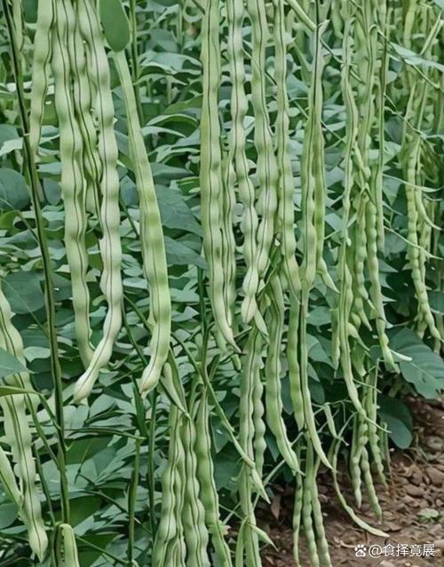 大地芸豆角的高产种植技术有哪些关键要点及常见问题解决方案?-图1 大地芸豆角的高产种植技术有哪些关键要点及常见问题解决方案?-图1