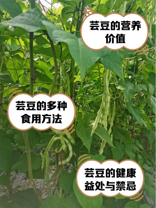 大地芸豆角的高产种植技术有哪些关键要点及常见问题解决方案?-图3 大地芸豆角的高产种植技术有哪些关键要点及常见问题解决方案?-图3
