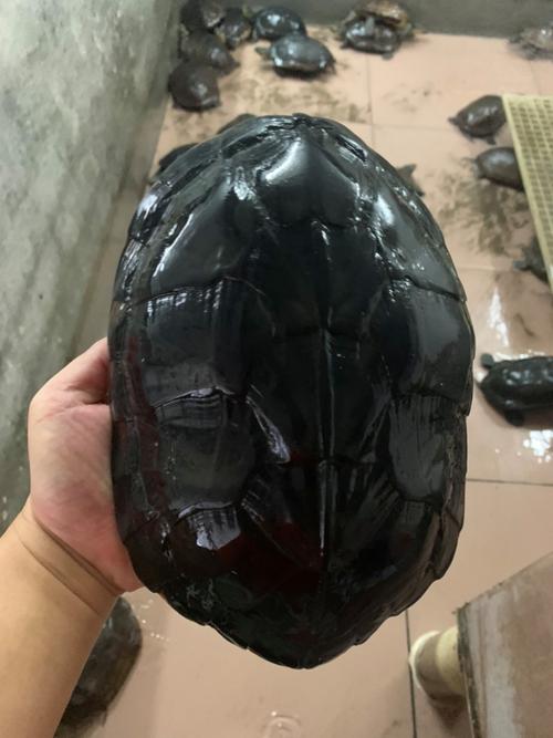 南石龟2025最新价格是多少？不同规格和品相的价格差异有多大？-图2