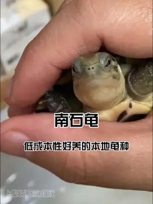 南石龟2025最新价格是多少?不同规格和品相的价格差异有多大?-图1 南石龟2025最新价格是多少?不同规格和品相的价格差异有多大?-图1