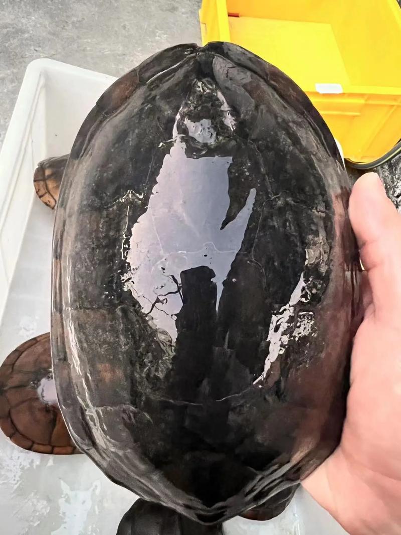 南石龟2025最新价格是多少?不同规格和品相的价格差异有多大?-图3 南石龟2025最新价格是多少?不同规格和品相的价格差异有多大?-图3