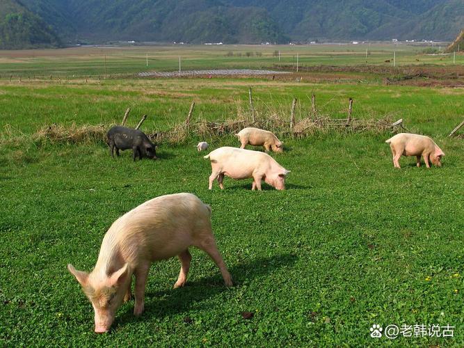 吃草的猪真的存在吗？有哪些品种能以草为主食？养殖时需要注意什么？-图2
