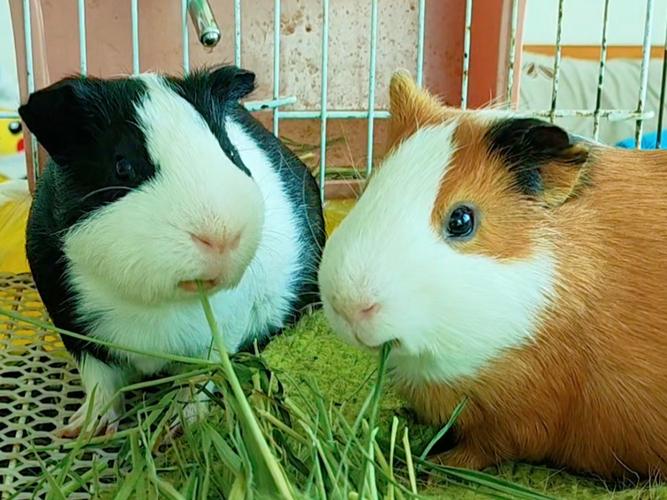 吃草的猪真的存在吗？有哪些品种能以草为主食？养殖时需要注意什么？-图3