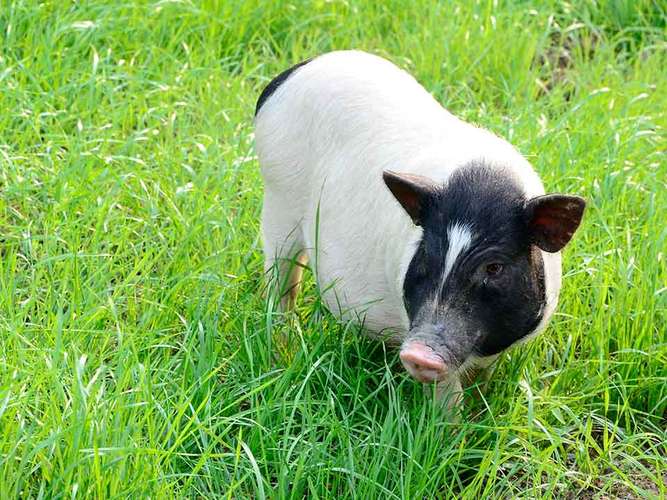 吃草的猪真的存在吗？有哪些品种能以草为主食？养殖时需要注意什么？-图1