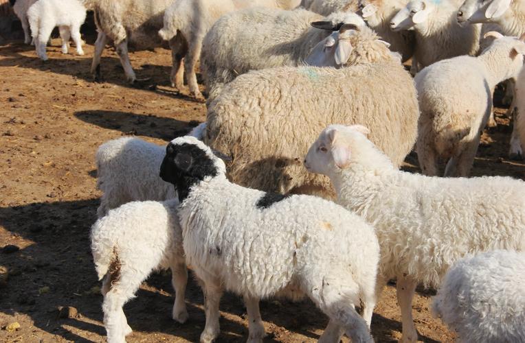 我国裘皮山羊品种有哪些独特品种?它们各自有何特点与分布区域?-图1 我国裘皮山羊品种有哪些独特品种?它们各自有何特点与分布区域?-图1