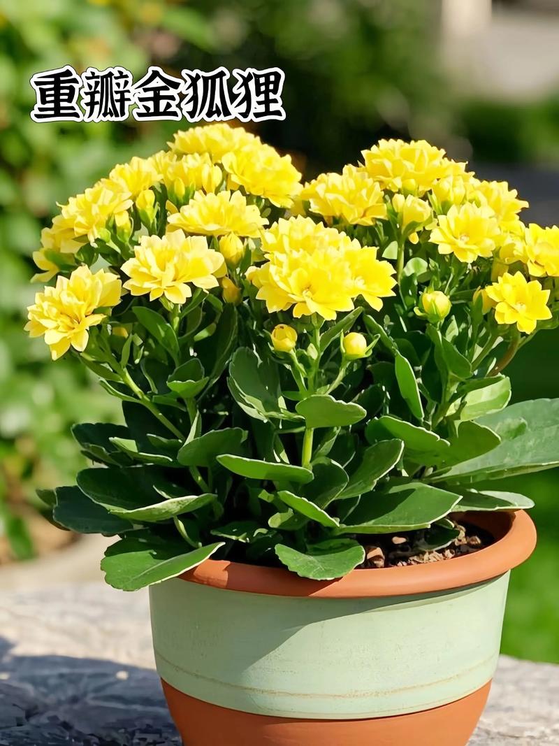 除了常见的红、黄、粉色,哪些长寿花品种因稀有特性或独特观赏价值而堪称珍贵?-图1 除了常见的红、黄、粉色,哪些长寿花品种因稀有特性或独特观赏价值而堪称珍贵?-图1