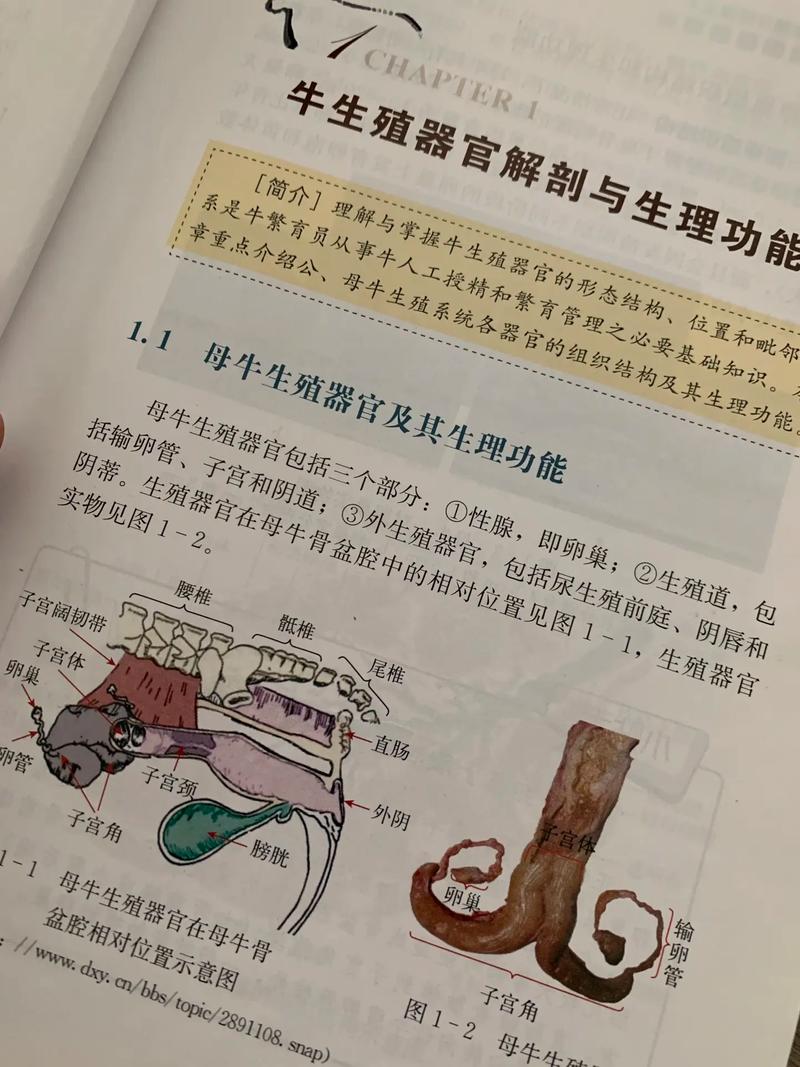 母牛人工受精技术如何操作？关键步骤与成功要点有哪些？-图3