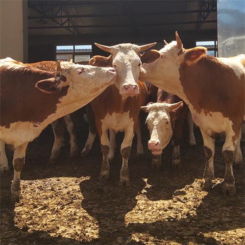 当前养牛市场,哪些品种兼具高生长速度与强抗病性,能最大化养殖利润?-图3 当前养牛市场,哪些品种兼具高生长速度与强抗病性,能最大化养殖利润?-图3