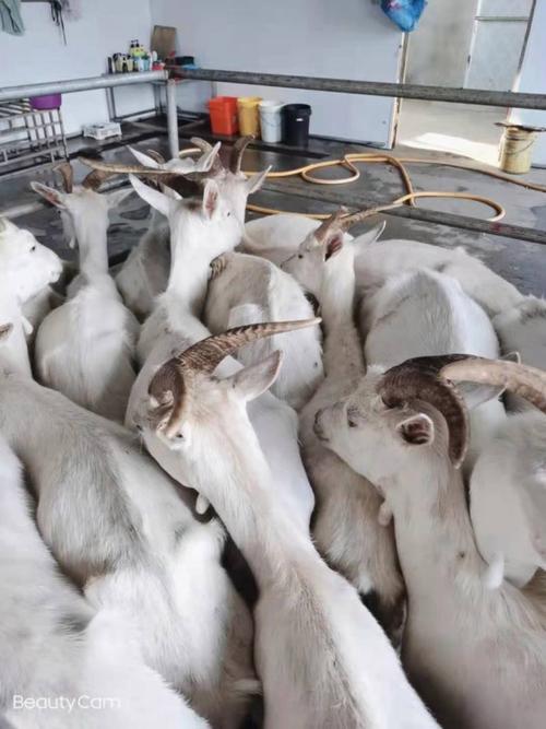 短毛羊品种有哪些?不同短毛羊的外貌特征与养殖优势是什么?-图1 短毛羊品种有哪些?不同短毛羊的外貌特征与养殖优势是什么?-图1