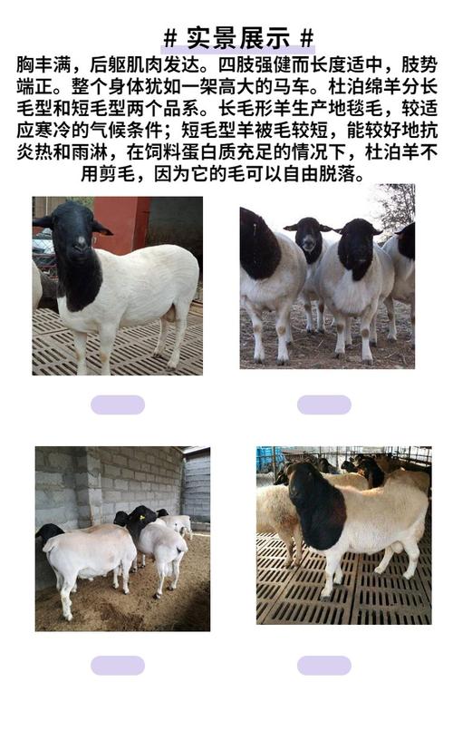 短毛羊品种有哪些?不同短毛羊的外貌特征与养殖优势是什么?-图2 短毛羊品种有哪些?不同短毛羊的外貌特征与养殖优势是什么?-图2