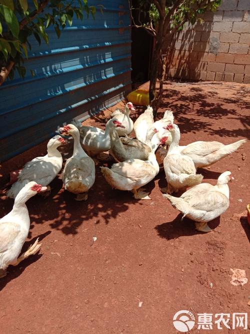 火鸭笼养技术视频详解，如何高效搭建鸭舍、科学配比饲料及日常管理要点？-图2