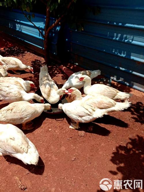 火鸭笼养技术视频详解,如何高效搭建鸭舍、科学配比饲料及日常管理要点?-图1 火鸭笼养技术视频详解,如何高效搭建鸭舍、科学配比饲料及日常管理要点?-图1