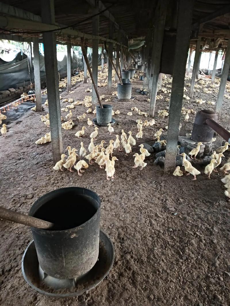 火鸭笼养技术视频详解，如何高效搭建鸭舍、科学配比饲料及日常管理要点？-图3