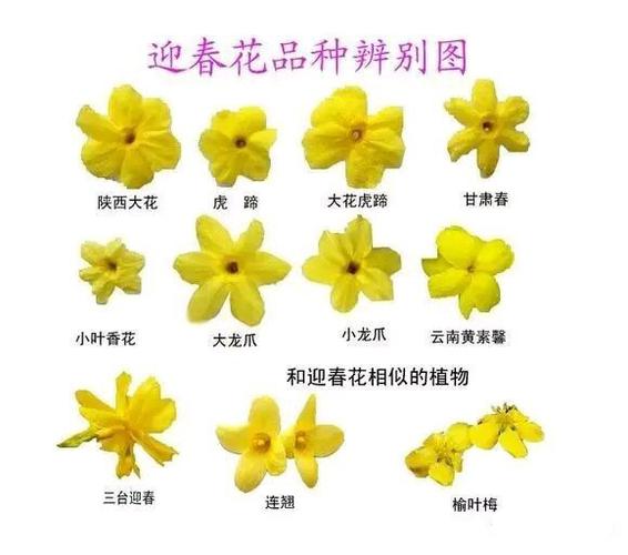 迎春花到底有多少个品种?附图片的品种分类是否全面?-图1 迎春花到底有多少个品种?附图片的品种分类是否全面?-图1