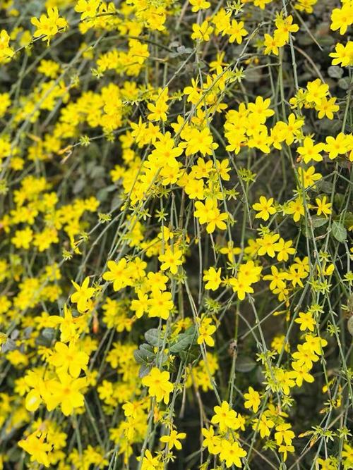 迎春花到底有多少个品种?附图片的品种分类是否全面?-图3 迎春花到底有多少个品种?附图片的品种分类是否全面?-图3