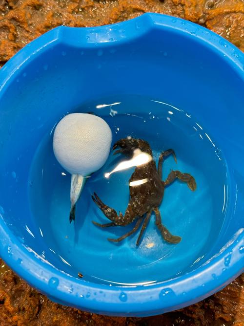 河豚养殖技术优酷视频,从苗种选育到水质管理,关键难点与高效解决方案有哪些?-图2 河豚养殖技术优酷视频,从苗种选育到水质管理,关键难点与高效解决方案有哪些?-图2