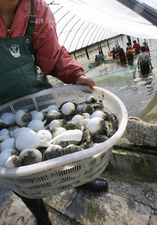 河豚养殖技术优酷视频,从苗种选育到水质管理,关键难点与高效解决方案有哪些?-图1 河豚养殖技术优酷视频,从苗种选育到水质管理,关键难点与高效解决方案有哪些?-图1