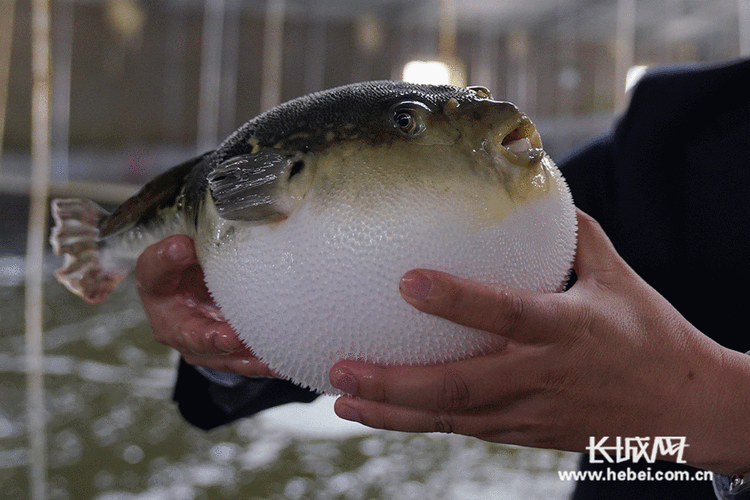 河豚养殖技术优酷视频,从苗种选育到水质管理,关键难点与高效解决方案有哪些?-图3 河豚养殖技术优酷视频,从苗种选育到水质管理,关键难点与高效解决方案有哪些?-图3