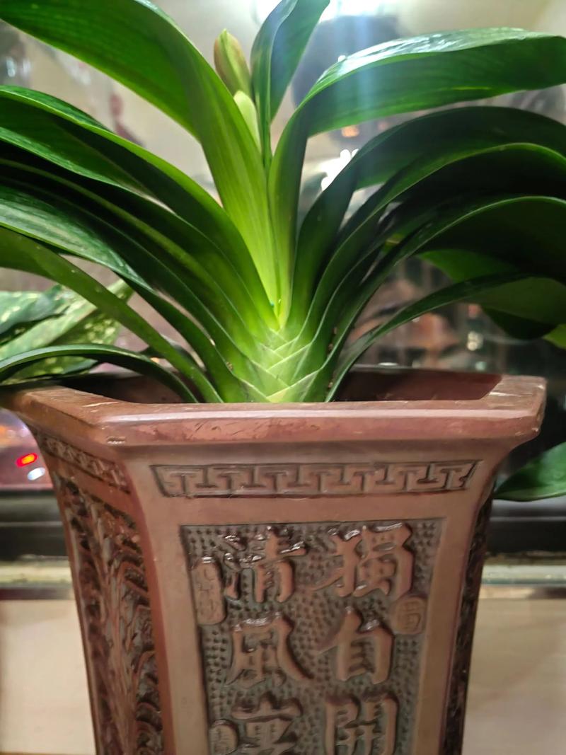 和尚君子兰作为老品种,其独特叶纹与花色有何历史渊源?养护中如何延续其经典品种特性?-图1 和尚君子兰作为老品种,其独特叶纹与花色有何历史渊源?养护中如何延续其经典品种特性?-图1