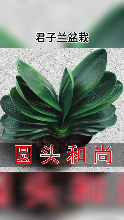 和尚君子兰作为老品种,其独特叶纹与花色有何历史渊源?养护中如何延续其经典品种特性?-图2 和尚君子兰作为老品种,其独特叶纹与花色有何历史渊源?养护中如何延续其经典品种特性?-图2