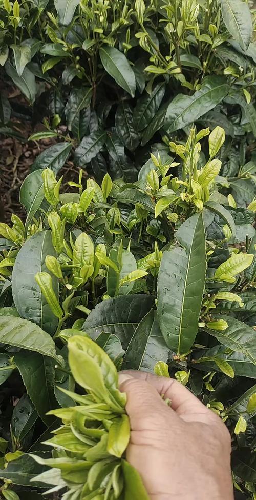 农广天地茶叶种植技术详解,从选种到加工有哪些关键步骤能提升产量与品质?-图2 农广天地茶叶种植技术详解,从选种到加工有哪些关键步骤能提升产量与品质?-图2