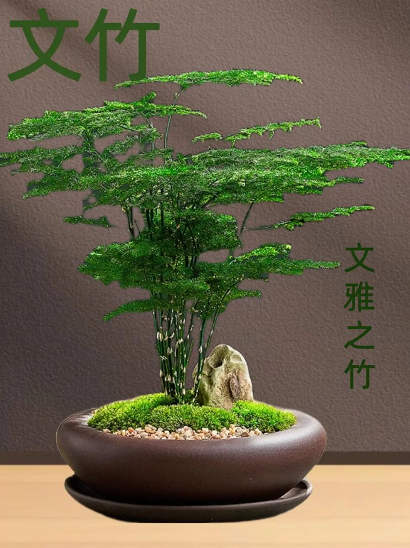 文竹存在真正矮化品种吗?还是仅靠修剪控制高度?-图3 文竹存在真正矮化品种吗?还是仅靠修剪控制高度?-图3