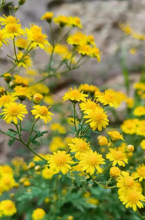 哪些野菊花品种能安全食用?食用时需注意哪些禁忌与风险?-图1 哪些野菊花品种能安全食用?食用时需注意哪些禁忌与风险?-图1