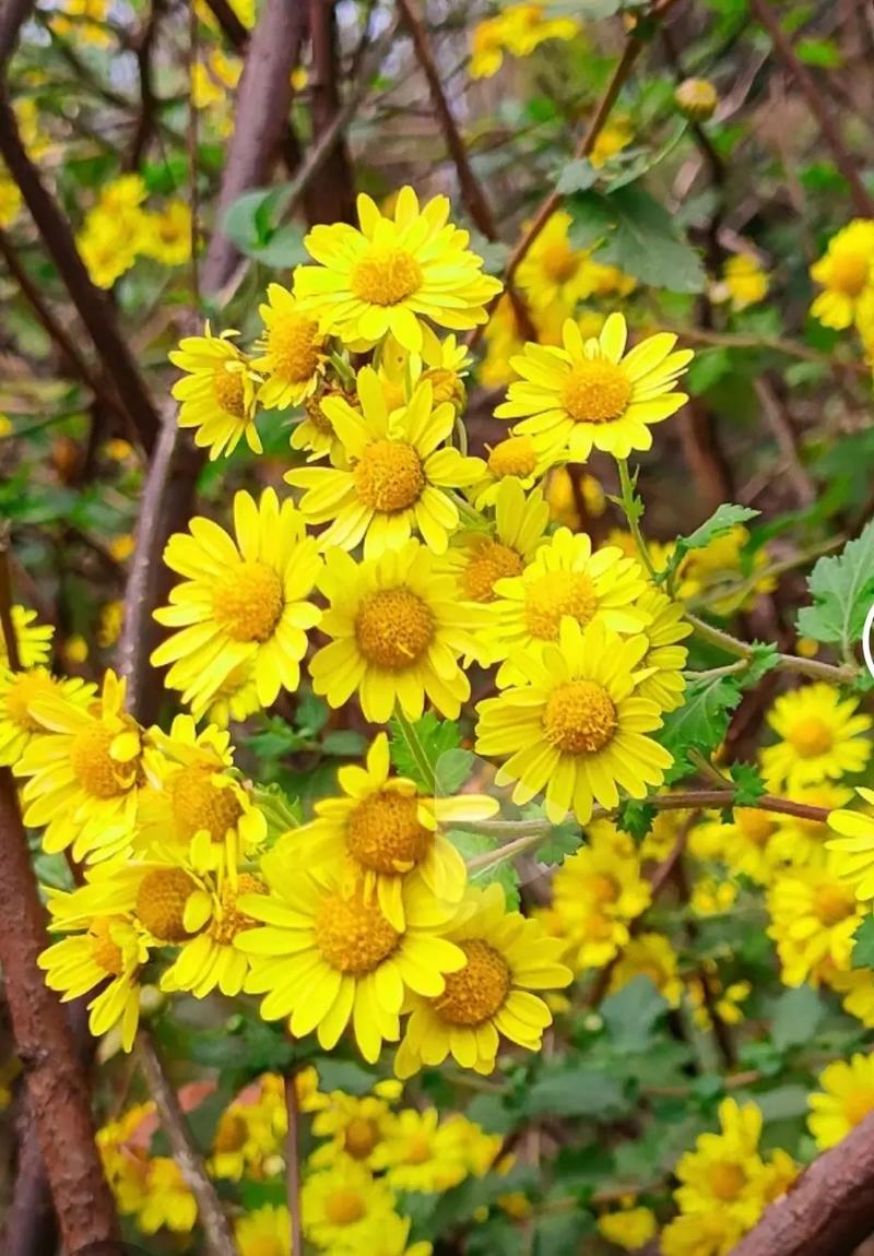 哪些野菊花品种能安全食用?食用时需注意哪些禁忌与风险?-图2 哪些野菊花品种能安全食用?食用时需注意哪些禁忌与风险?-图2