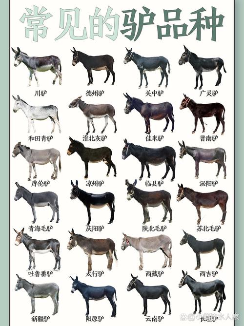 国内驴品种繁多,究竟哪个才是综合性能最优的肉驴之王?-图1 国内驴品种繁多,究竟哪个才是综合性能最优的肉驴之王?-图1