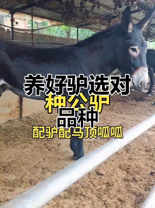 国内驴品种繁多，究竟哪个才是综合性能最优的肉驴之王？-图3