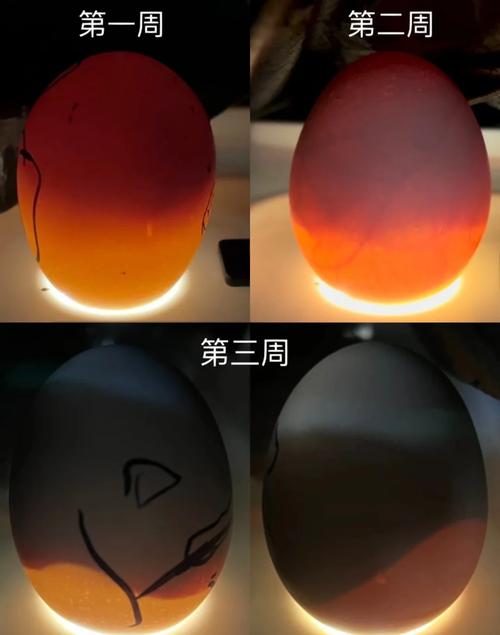 蛋鸡孵化技术指导视频能解决哪些实际孵化难题？温度湿度调控、翻蛋频率等关键操作如何精准把握？-图2