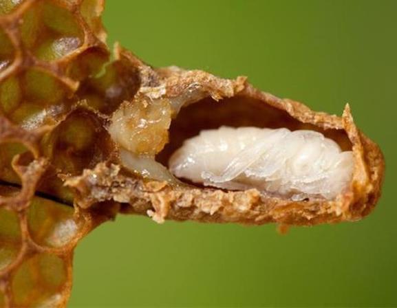 蜜蜂夏季育王技术视频，高温强光下如何保障蜂王质量与蜂群稳定？-图3