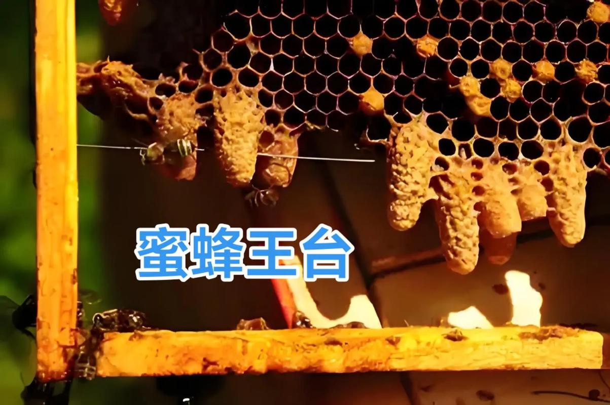 蜜蜂夏季育王技术视频，高温强光下如何保障蜂王质量与蜂群稳定？-图2