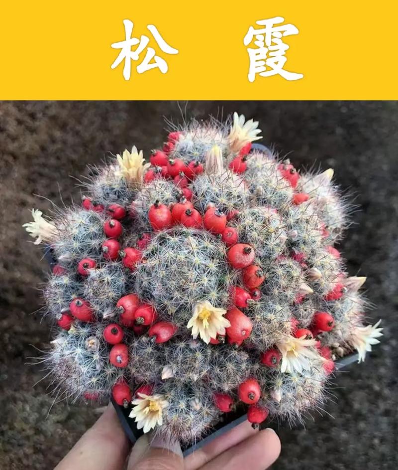 仙人球品种繁多,如何通过形态特征、生长习性等细节准确区分不同品种?-图3 仙人球品种繁多,如何通过形态特征、生长习性等细节准确区分不同品种?-图3