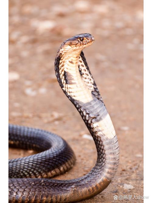 福建眼镜蛇具体包含哪些亚种或地域品种？不同品种的形态特征与分布区域有何差异？-图1