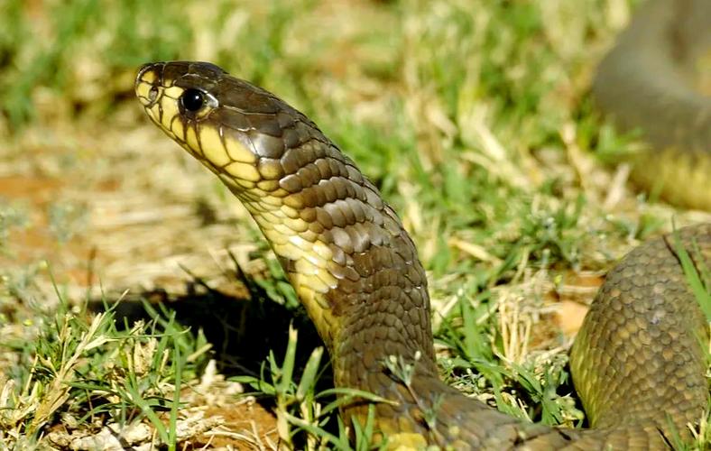 福建眼镜蛇具体包含哪些亚种或地域品种？不同品种的形态特征与分布区域有何差异？-图2