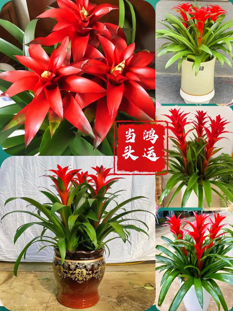鸿运当头花究竟有多少个品种?不同品种的形态与养护方法有何差异?-图3 鸿运当头花究竟有多少个品种?不同品种的形态与养护方法有何差异?-图3