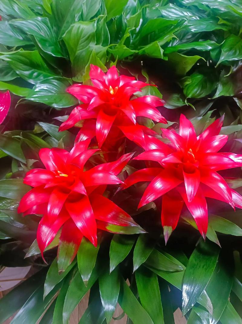 鸿运当头花究竟有多少个品种?不同品种的形态与养护方法有何差异?-图2 鸿运当头花究竟有多少个品种?不同品种的形态与养护方法有何差异?-图2