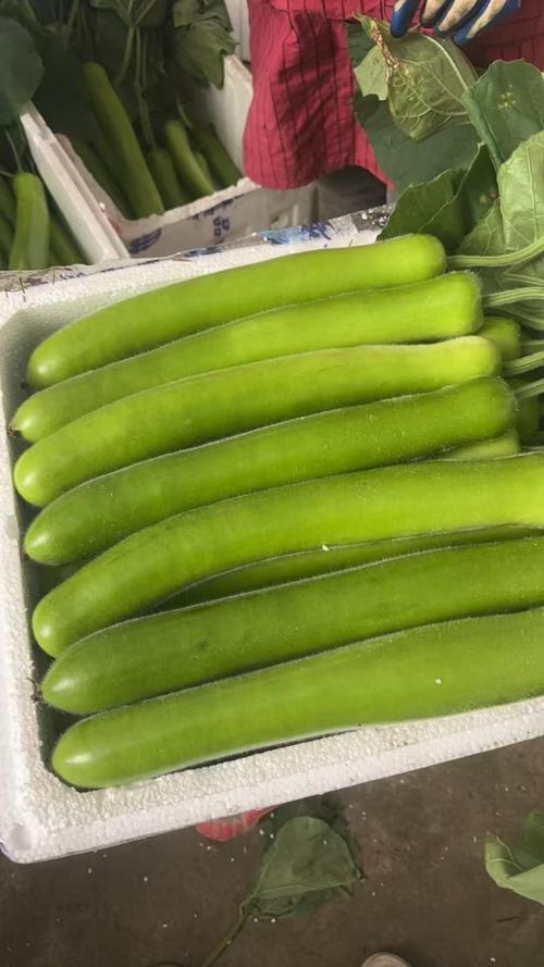 长条形香瓜是哪个特殊品种?和普通香瓜有何种植差异与口感特点?-图1 长条形香瓜是哪个特殊品种?和普通香瓜有何种植差异与口感特点?-图1