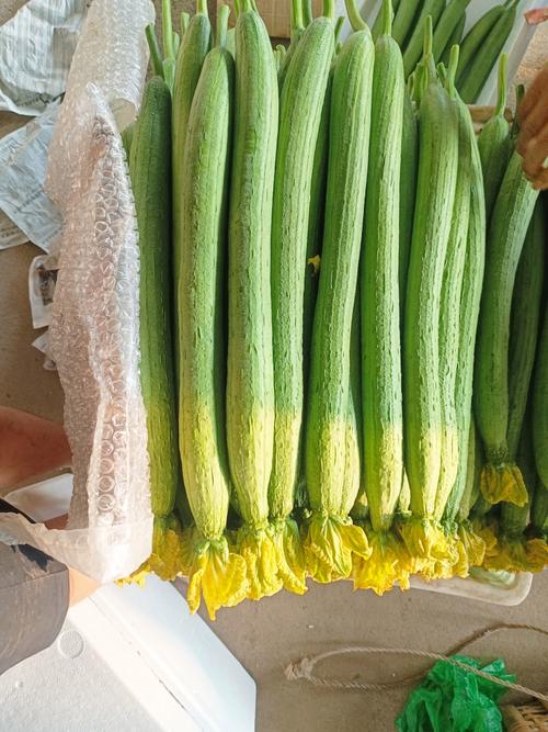 长条形香瓜是哪个特殊品种?和普通香瓜有何种植差异与口感特点?-图3 长条形香瓜是哪个特殊品种?和普通香瓜有何种植差异与口感特点?-图3