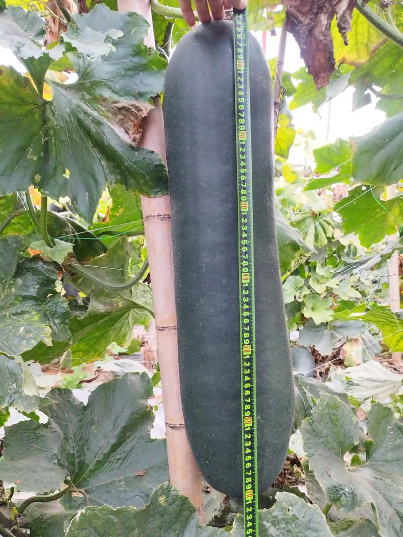 长条形香瓜是哪个特殊品种?和普通香瓜有何种植差异与口感特点?-图2 长条形香瓜是哪个特殊品种?和普通香瓜有何种植差异与口感特点?-图2