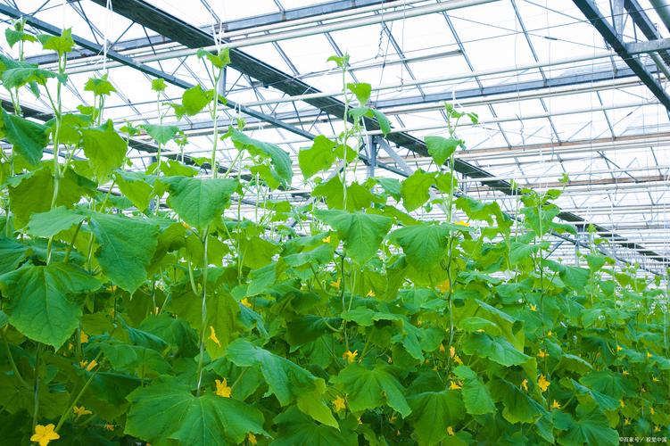 春季黄瓜大棚栽培技术有哪些关键点?如何实现高产优质?-图1 春季黄瓜大棚栽培技术有哪些关键点?如何实现高产优质?-图1