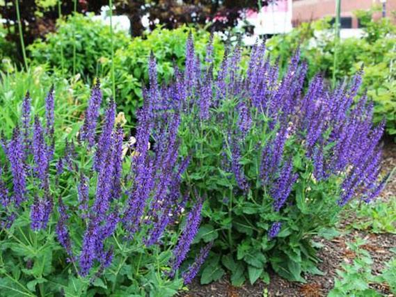 宿根花卉栽培有哪些关键技术要点?如何确保其长期生长与繁茂?-图1 宿根花卉栽培有哪些关键技术要点?如何确保其长期生长与繁茂?-图1