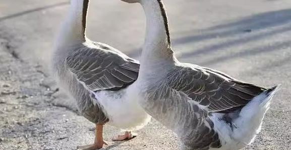 农村养灰天鹅技术视频,新手如何掌握关键养殖技巧与注意事项?-图1 农村养灰天鹅技术视频,新手如何掌握关键养殖技巧与注意事项?-图1