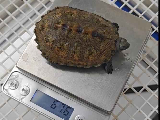 2025年石龟苗最新价格行情如何？不同规格、品相的龟苗价格差异大吗？-图2